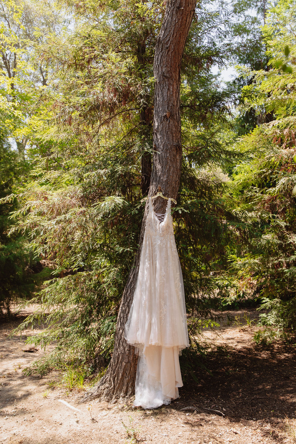 A white lace wedding dress hangs from a tree trunk in a sunlit forested area.