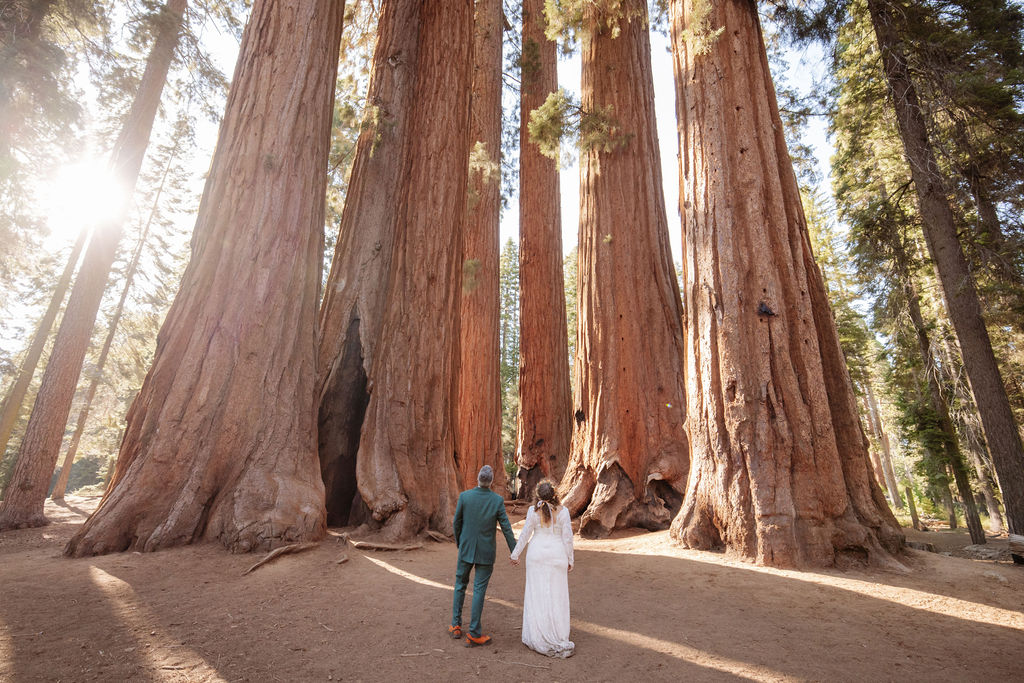 Two people stand at the base of towering redwood trees in a forest, looking up, with sunlight streaming through the branches for a sequoia engagement photographer