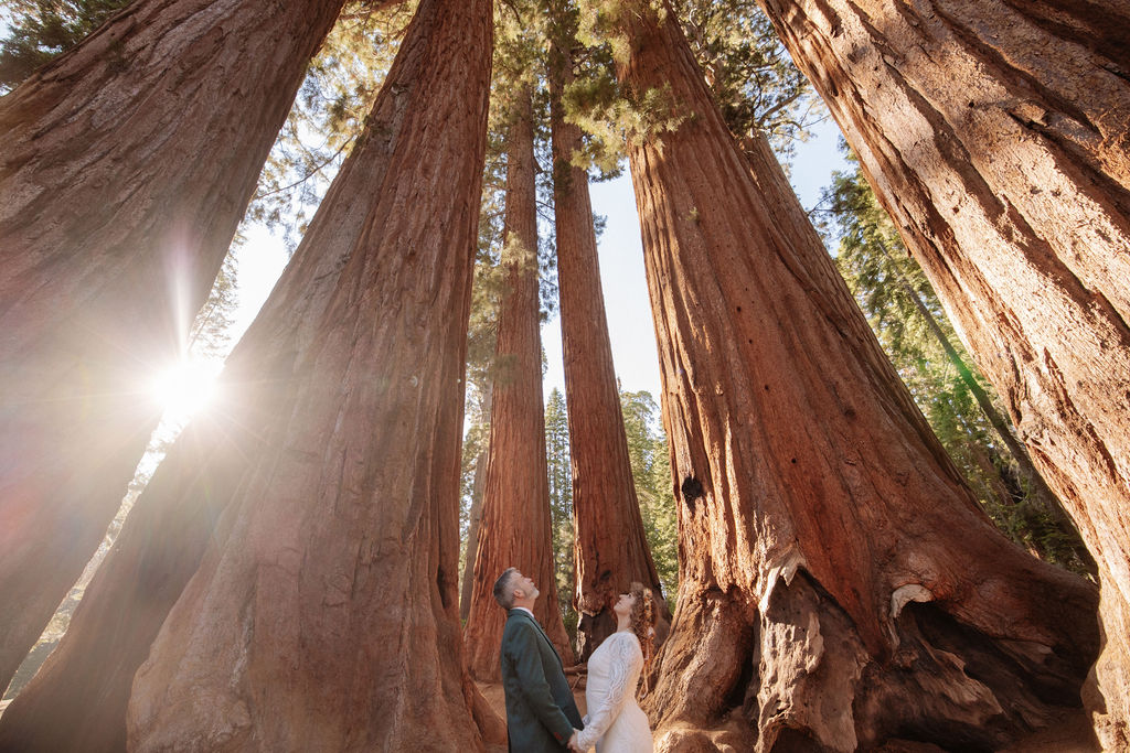Two people stand at the base of towering redwood trees in a forest, looking up, with sunlight streaming through the branches for a sequoia engagement photographer