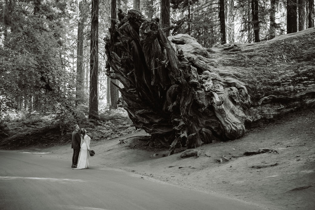 A couple dressed in formal wedding attire stands together at the base of large redwood trees in a forest taken by sequoia elopement photographer