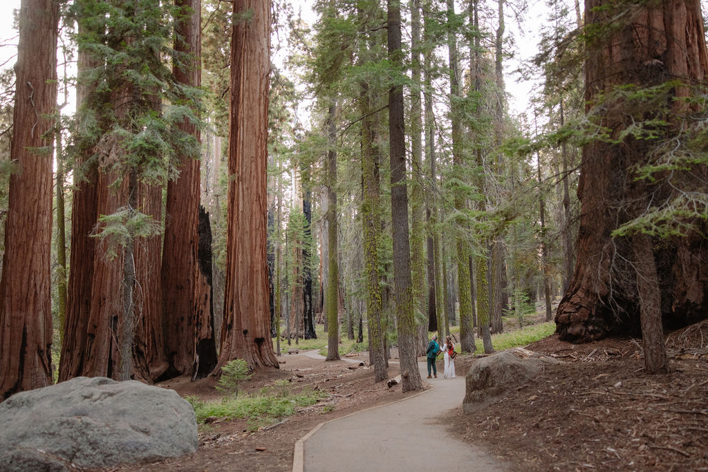 A paved path winds through a forest of tall trees, with two people and a dog walking in the distance. Large rocks border the path.
