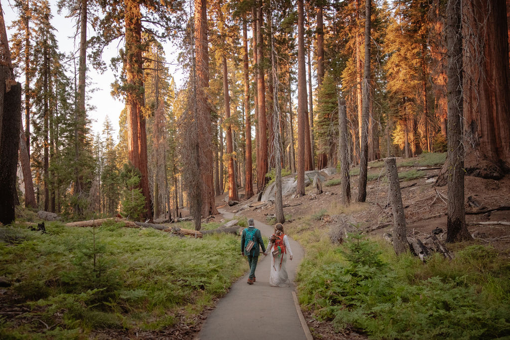 A paved path winds through a forest of tall trees, with two people and a dog walking in the distance. Large rocks border the path.