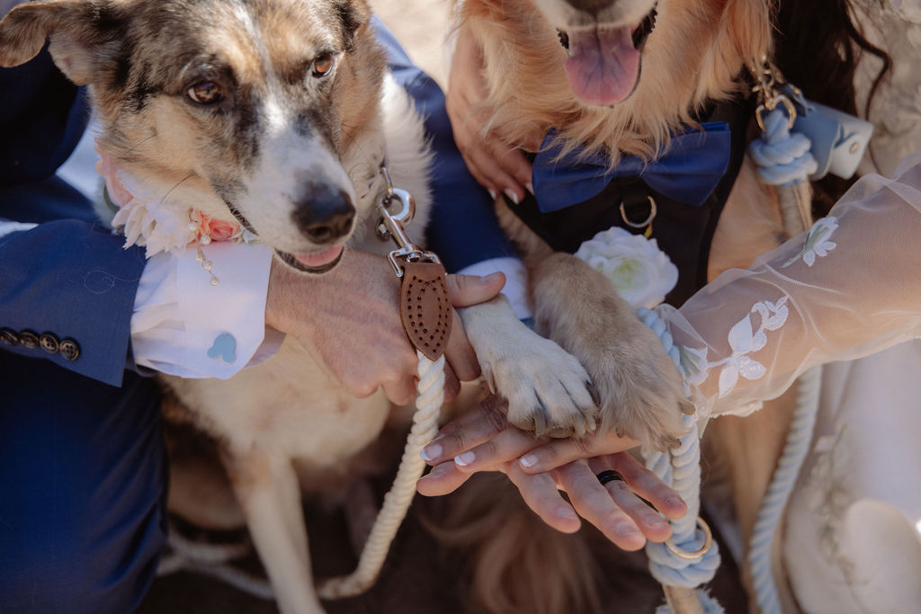 Two dogs wearing decorative collars and leashes place their paws on a person's hand; both dogs are held by people dressed in formal attire.