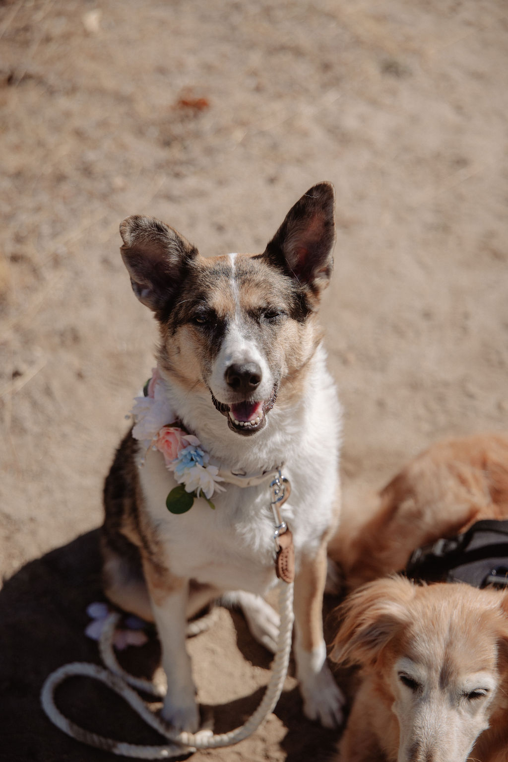 Two dogs wearing decorative collars and leashes place their paws on a person's hand; both dogs are held by people dressed in formal attire.