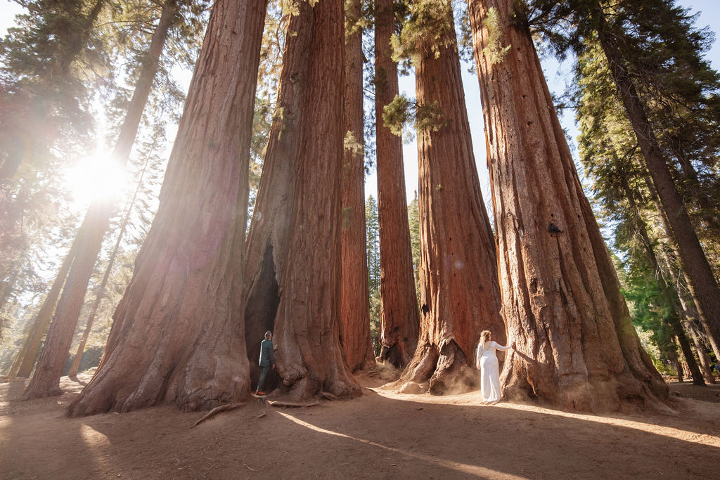 Several people stand at the base of giant sequoia trees in a forest, emphasizing the immense size of the trees compared to the humans.