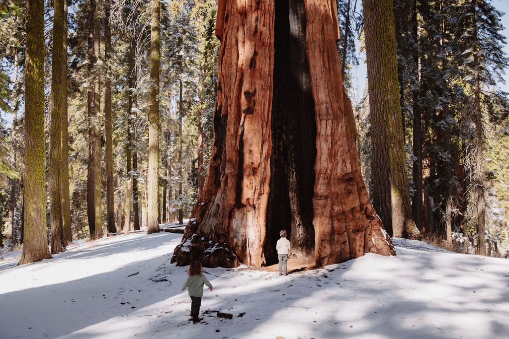 Two people stand in the hollow trunk of a large sequoia tree surrounded by tall trees and patches of snow at a Sequoia National Park Spots for Photos