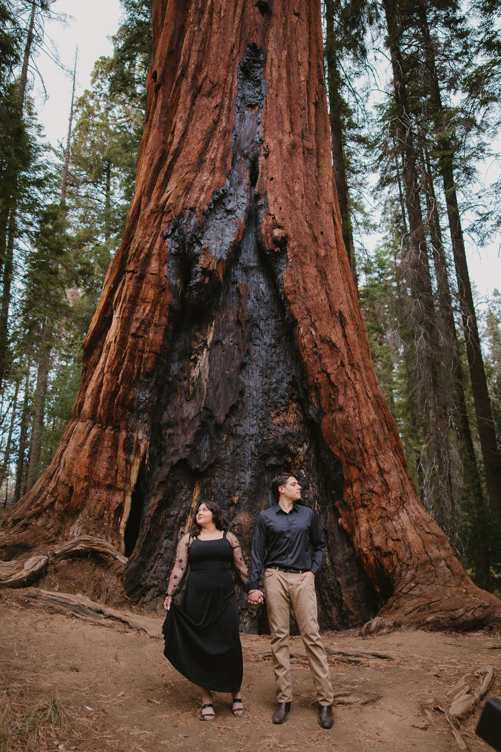 Two people stand holding hands in front of a massive redwood tree in a forest, looking in opposite directions.