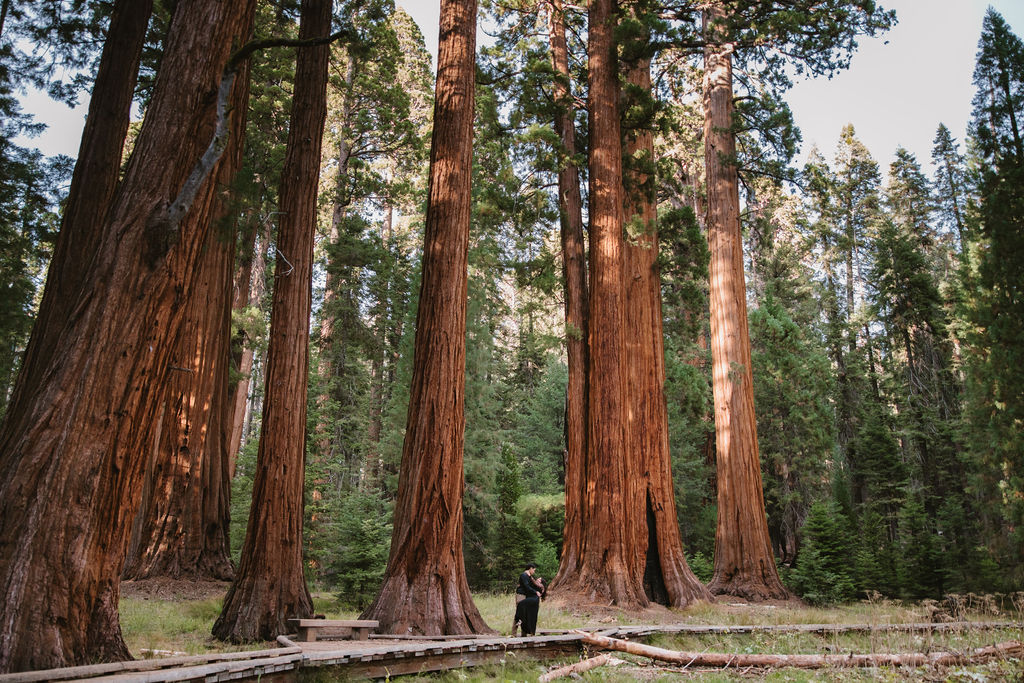 Two people stand holding hands in front of a massive redwood tree in a forest, looking in opposite directions.
