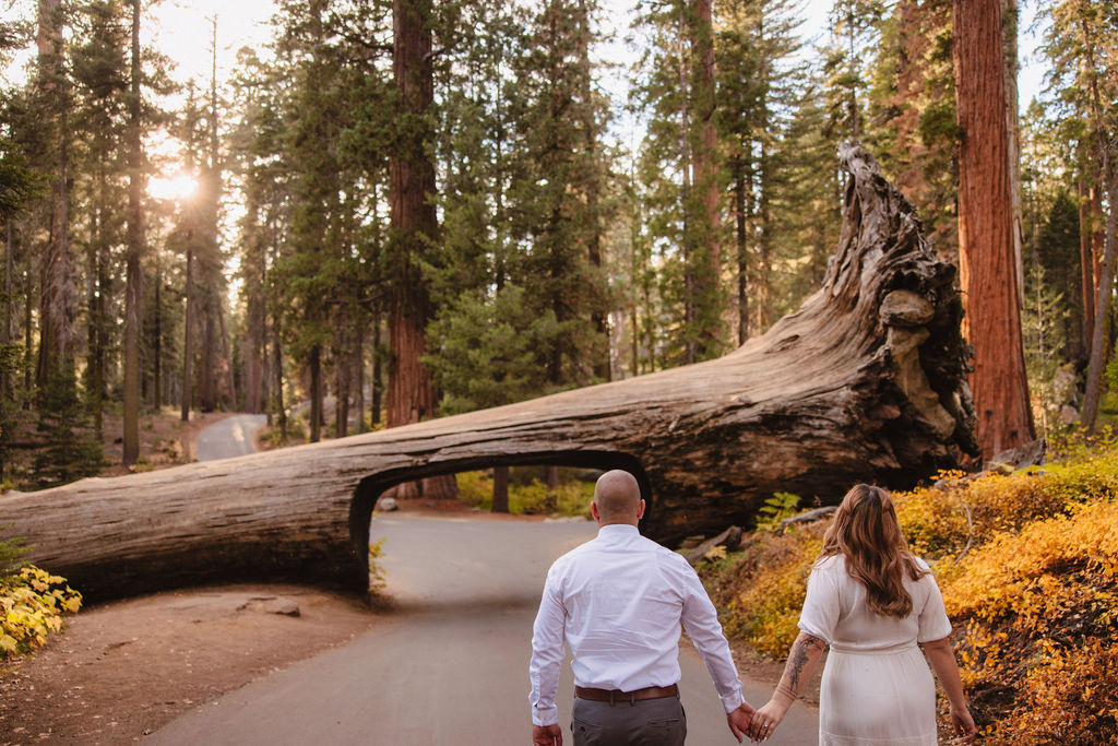 A couple holding hands walks under a fallen, hollowed-out tree trunk arching over a paved path in a forest.