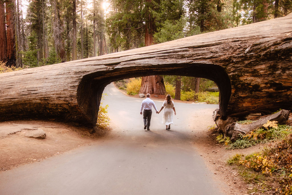 A couple holding hands walks under a fallen, hollowed-out tree trunk arching over a paved path in a forest.