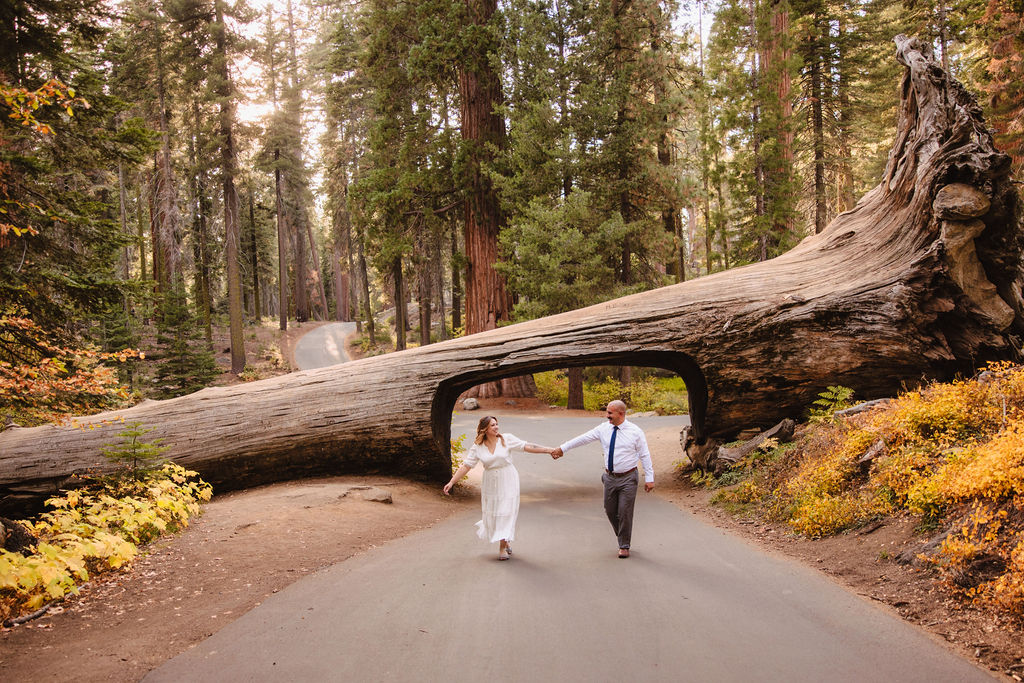 A couple holding hands walks under a fallen, hollowed-out tree trunk arching over a paved path in a forest.